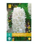 Hyacinth Carnegie Flower Bulbs - Pack Of 5