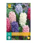 Hyacinth Mix Flower Bulbs - Pack Of 5