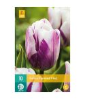 Tulip Flaming Flag Flower Bulbs - Pack Of 10