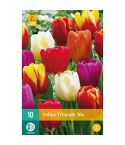 Tulip Triumph Mix Flower Bulbs - Pack Of 10