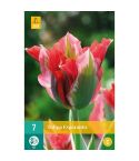 Tulip Esperanto Flower Bulbs - Pack Of 7