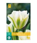 Tulip Spring Green Flower Bulbs - Pack Of 7