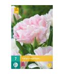 Tulip Angelique Flower Bulbs - Pack Of 7