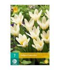 Tulip Concerto Flower Bulbs - Pack Of 7