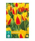 Tulip (Stresa) Flower Bulbs - Pack Of 7