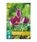 Botanical Tulip (Pulchella Persian Pearl) Bulbs - Pack Of 10