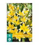 Tulip Tarda Dasystemon Flower Bulbs - Pack Of 10