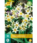Tulip (Turkestanica) Flower Bulbs - Pack Of 10