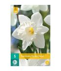 Trumpet Daffodil (Narcissus Mount Hood) Bulbs - Pack Of 5