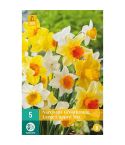 Daffodil (Narcissus Large Cupped Mix) Bulbs - Pack Of 5
