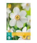 Daffodil (Narcissus Recurvus) Flower Bulbs - Pack Of 5