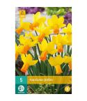 Daffodil (Narcissus Jetfire) Flower Bulbs - Pack Of 5