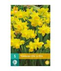 Daffodil (Narcissus Tête-à-tête) Flower Bulbs - Pack Of 5