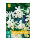 Daffodil (Narcissus Triandrus Thalia) Bulbs - Pack Of 5