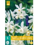 Narcissus Triandrus Thalia Flower Bulb 