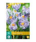 Crocus Pickwick Flower Bulbs - Pack Of 10