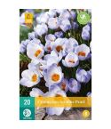 Crocus (Blue Pearl) Flower Bulbs - Pack Of 15
