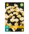 Crocus Cream Beauty Flower Bulbs - Pack Of 20