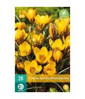 Crocus Fuscotinctus Flower Bulbs - Pack Of 20