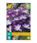 Crocus Ruby Giant Flower Bulbs - Pack Of 20