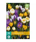 Crocus Mix Flower Bulbs - Pack Of 20