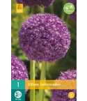 Allium Ambassador Flower Bulb - Pack Of 1