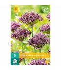 Allium Atropurpureum Flower Bulbs - Pack Of 5