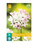 Allium Cameleon Flower Bulbs - Pack Of 10