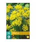 Allium Moly Flower Bulbs - Pack Of 25