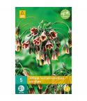 Sicilian Honey Garlic (Allium Nectaroscordum Siculum) Bulbs - Pack Of 5