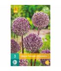 Allium Summer Drummer Flower Bulbs - Pack Of 3