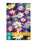 Anemone Blanda Mix Flower Bulbs - Pack Of 15