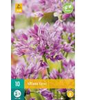 Allium Eros Flower Bulb - Pack of 10