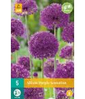 Allium Purple Sensation Flower Bulb - Pack of 5