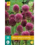 Allium Sphaerocephalon Flower Bulb - Pack of 25