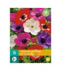 Anemone Coronaria Mix Flower Bulbs - Pack Of 15