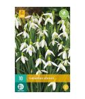Giant Snowdrops  (Galanthus Elwesii) Flower Bulbs - Pack Of 10
