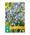Bluebell (Hyacinthoides Hispanica Blue) Bulbs - Pack Of 10
