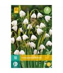 Snowflake (Leucojum Aestivum) Flower Bulbs - Pack Of 10