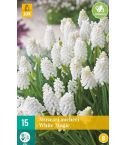 Muscari White Magic Flower Bulb - Pack of 20