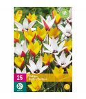 Belles Tulip Flower Bulbs - Pack Of 25