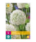 Allium Mount Everest Flower Bulbs - Pack Of 5