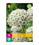 Allium Nigrum Flower Bulbs - Pack Of 15