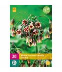 Allium (Nectaroscordum) Siculum Flower Bulbs - Pack Of 30