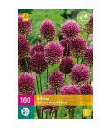 Drumstick Allium (Allium Sphaerocephalon) Bulbs - Pack Of 100