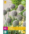 Allium Ping Pong Flower Bulb - Pack of 40