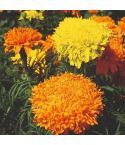 Marigold African Seeds - Fantastic Mix 