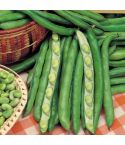 Suttons Bean (Broad) Seeds - Giant Exhibition Longpod - Pack Of 40