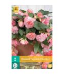 Begonia Cascade Florence - Pack of 2 