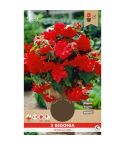 Begonia Pendula Red